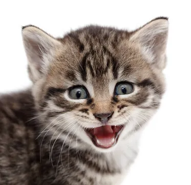 客服与数据支持